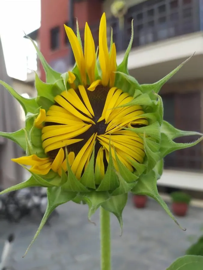 Guest house Helianthus Guesthouse Ammouliani