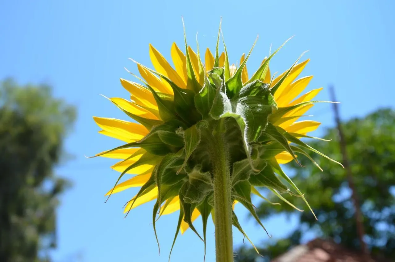 Helianthus Guesthouse Ammouliani